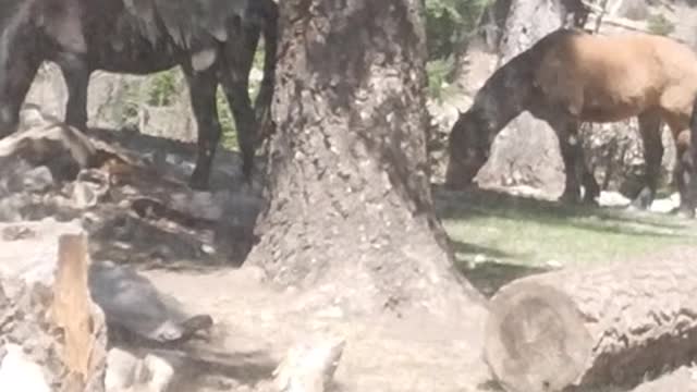 Wild horses in Lincoln National Forest, Sacramento Ranger District