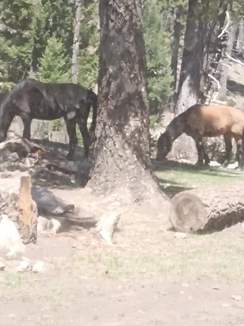 Wild horses in Lincoln National Forest, Sacramento Ranger District