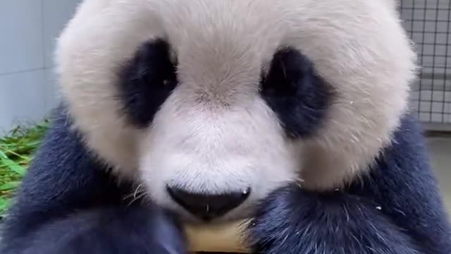 cute panda