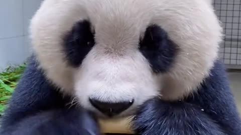 cute panda