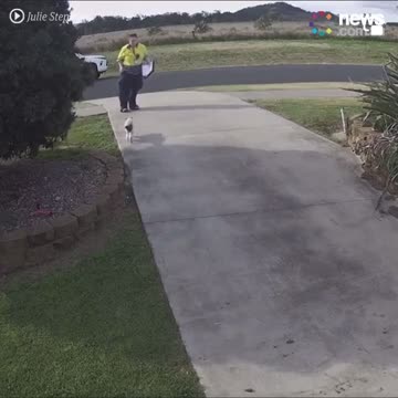 Watch as a council worker lures out cat's so they can issue the owner a $280 "Cat" "Roaming" fine.