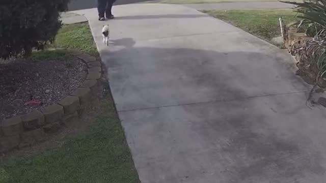 Watch as a council worker lures out cat's so they can issue the owner a $280 "Cat" "Roaming" fine.