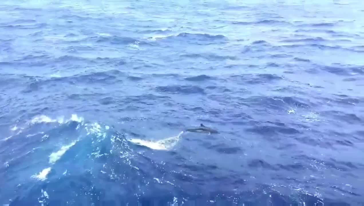 Dolphins in the sea