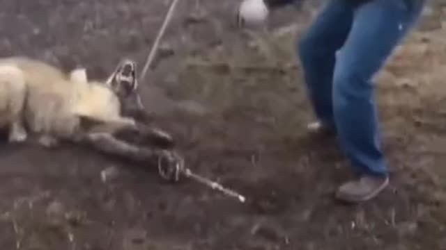 Man finds giant wolf caught in trap #16 #shorts