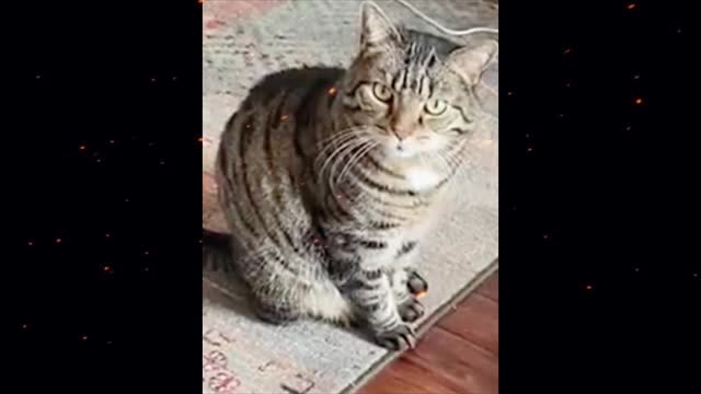 The cat... Made me laugh for 2 minutes and 06 seconds