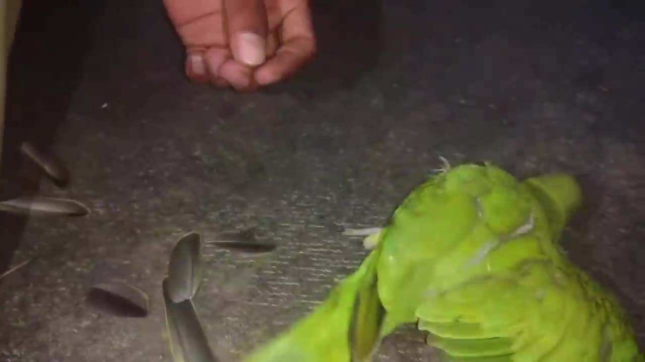 How To Trim Ring Neck Parrot chicks wings some easy tips in Urdu Hindi_p13