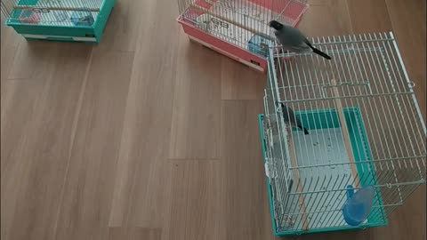 ここまで放鳥できました。