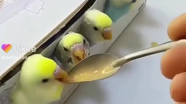 parrot