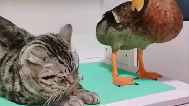 Duck quarrels with a cat🤣🐈×🦢