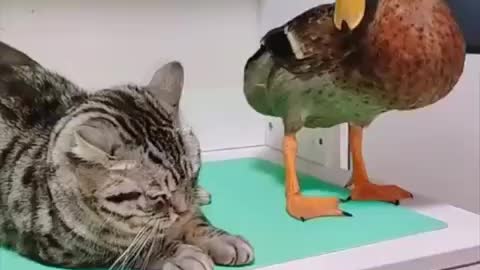 Duck quarrels with a cat🤣🐈×🦢