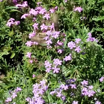 Hummingbird Moth