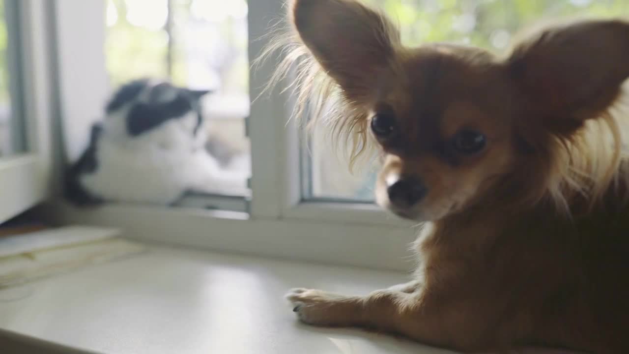 Cat and dog Chihuahua dog and fluffy cat on the window sill in home