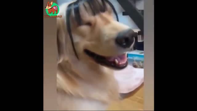 Dog Stylish Haircut 🐕 Funny Animals