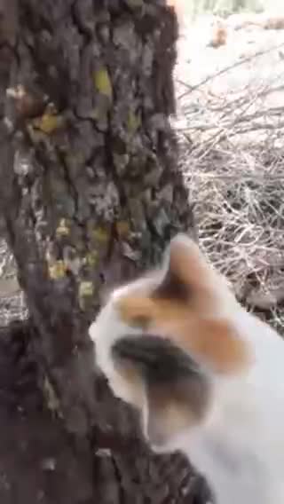 chat🐱 🐱🐈 cat 🐈🐱 🐱