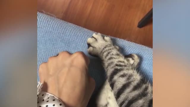 So Cute ♥ Best Funny Cat Videos 2021