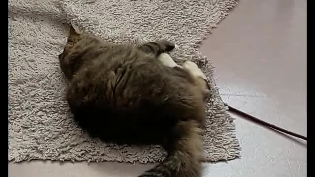 cat fun with owner | funny animal video 2022,