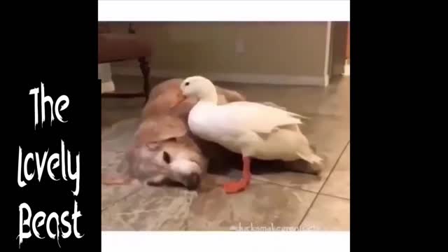 Duck & Dog are Best Friends 🤣😂