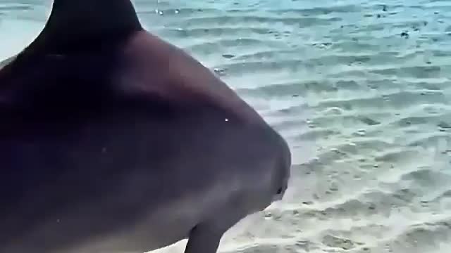 Craziest Dolphin behavior you’ve never seen