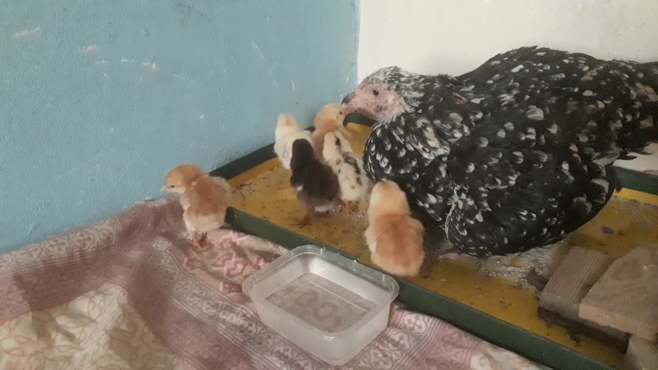 Hen and 7 baby chicks