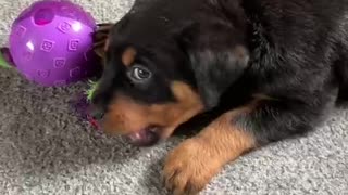 Rottweiler puppy