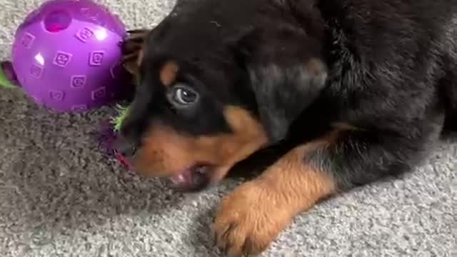 Rottweiler puppy