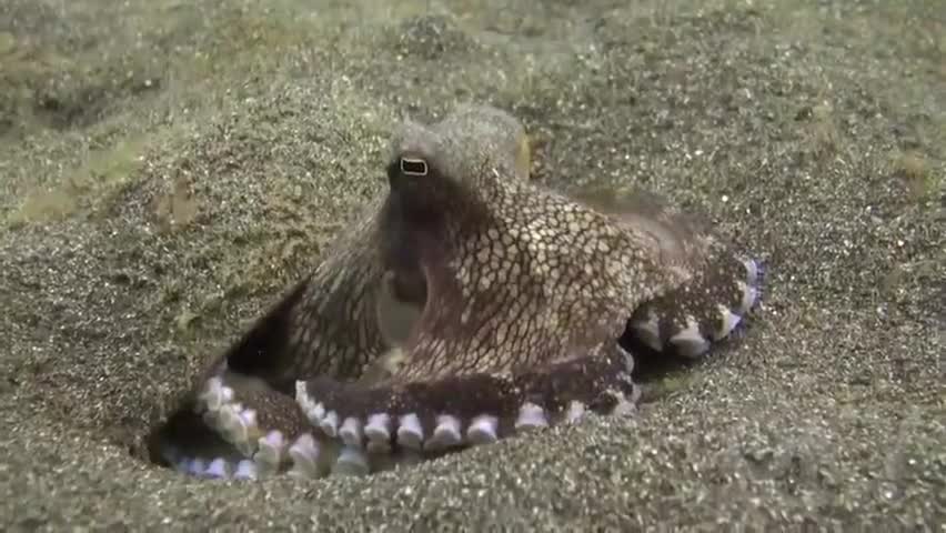 An octopus ate a crab