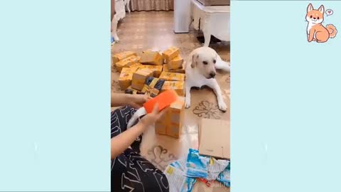 Cutest dog's movements ever