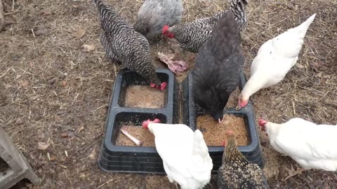 Smoked turkey scraps, an extra Thanksgiving treat for my chickens.