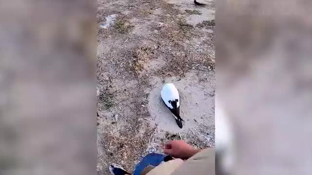 Funny Animal Videos