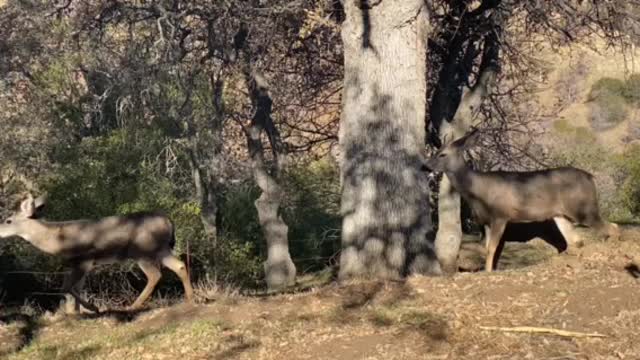 Feeding the deer from yard Deer Eavine