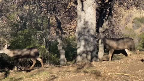 Feeding the deer from yard Deer Eavine