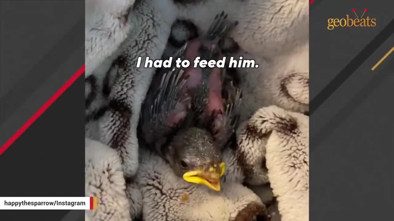This rescued sparrow is convinced he's a dog