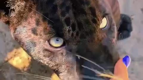 It's so exciting. I'm afraid the leopard will bite me