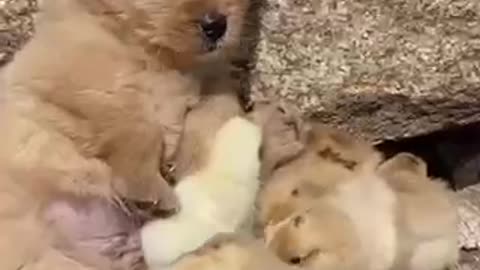 Puppies time to play with his best friends 😍Animals love😻