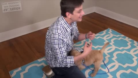 3 Easy Things to Teach your NEW PUPPY!