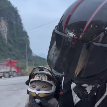 Meow Moments: Side-Splitting Adventures of Playful