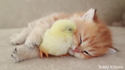 Kitten sleeps sweetly with the Chicken 🐥