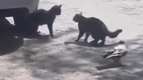 The Real Enemy Always Strikes From Behind #shorts #viral #shortsvideo #video