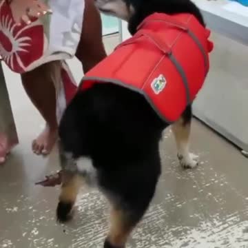 funny dogs jumping down stairs