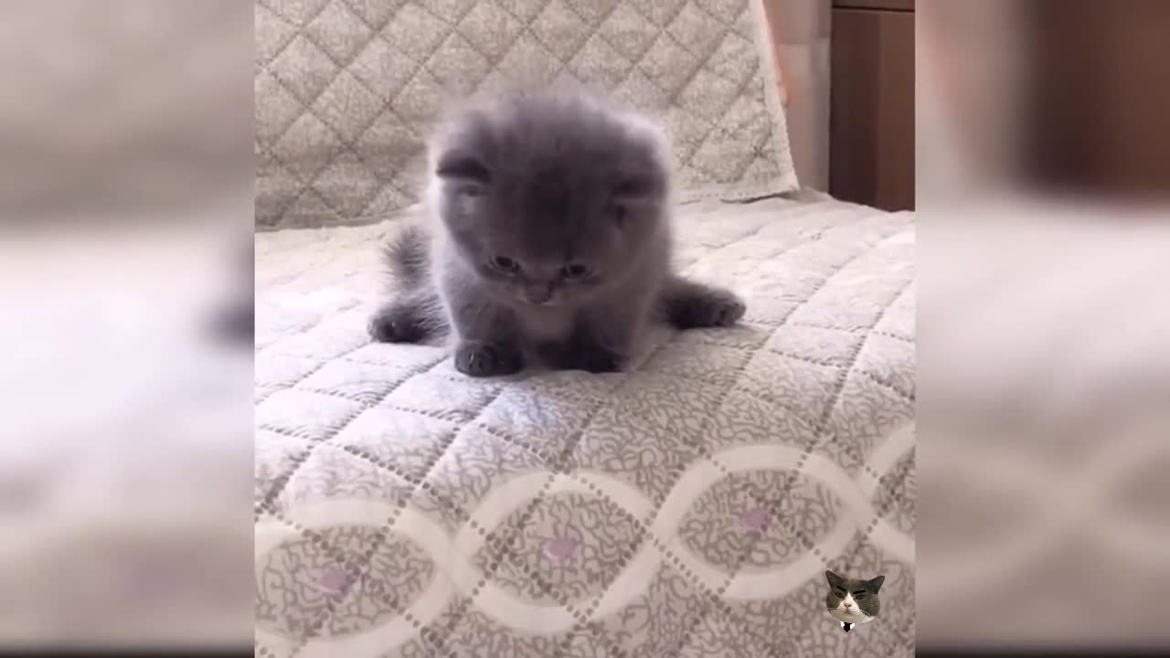 Cute cat video (9), cute and funny kitty, funny cat