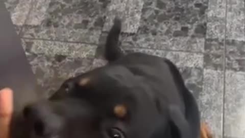 🤣🤣🤣cute funny dog 🐕🐕🐕🐕video 2021