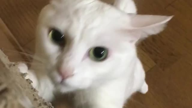 Cute White Cat Playing 😻🐱🐈..!!