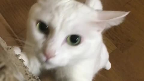 Cute White Cat Playing 😻🐱🐈..!!