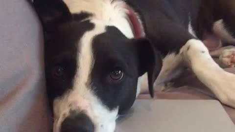 Black and white dog on couch rests head on laptop