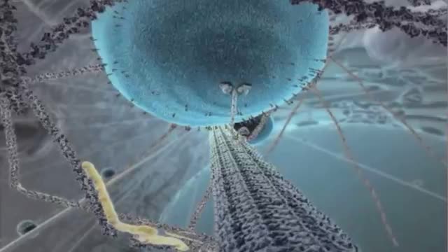 Life of a cell