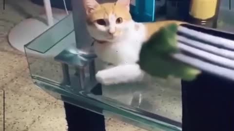 funny cats - compilation