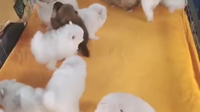 #Funniest Animals Real 😹 - Best Of The 2020 #Funny Animals Videos - Try Not To Laugh #comedy #shorts