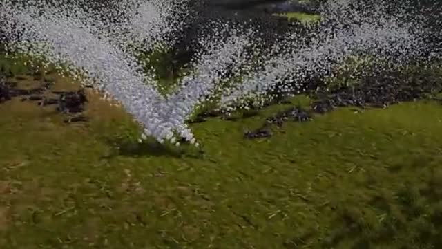 Those Super Chicken are super brave !