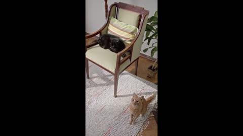 funny kitten