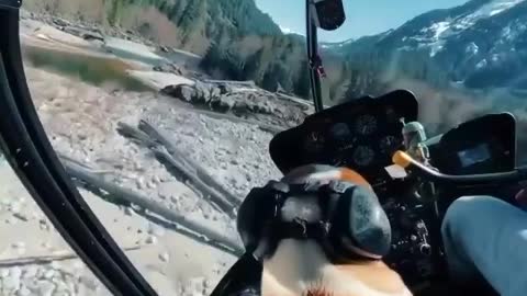 Flying dog "Dog Ride on Helicopter"